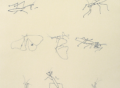 Insects, 1987, cropped